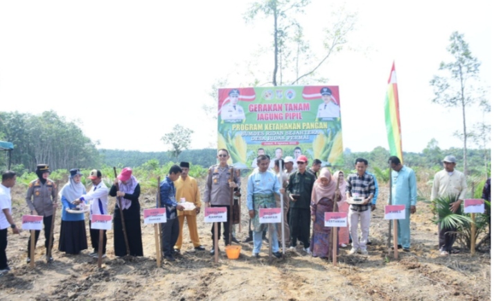 Penanaman Jagung Pipil di Kampar