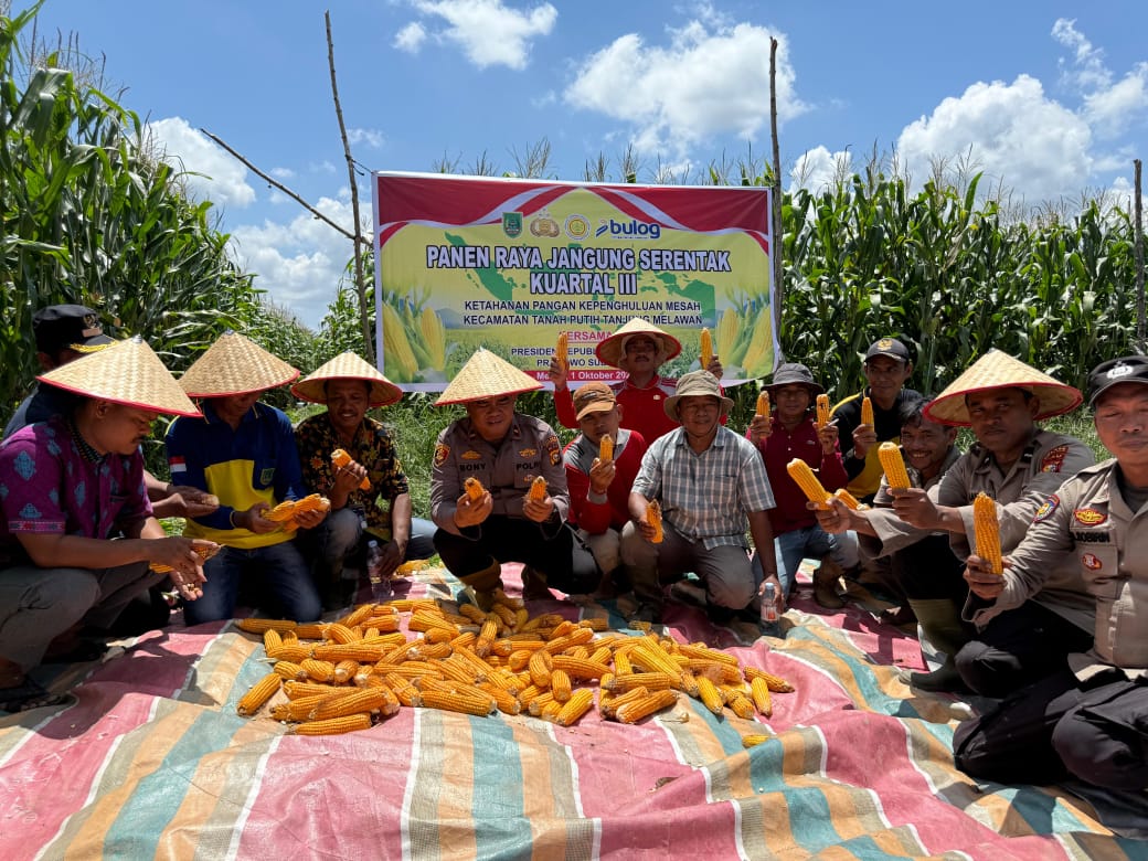 Panen Jagung di Kecamatan Tanah Putih Tanjung Melawan, Rokan Hilir