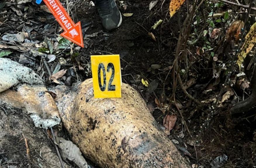 Penyelidikan kematian gajah di area konsesi RAPP