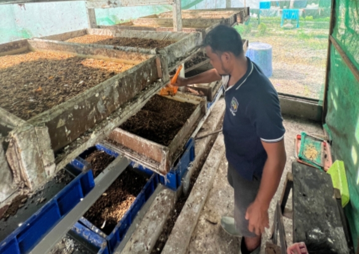 Budi Daya Magot Dari Sampah Menjadi Berkah Oleh Lapas Bengkalis