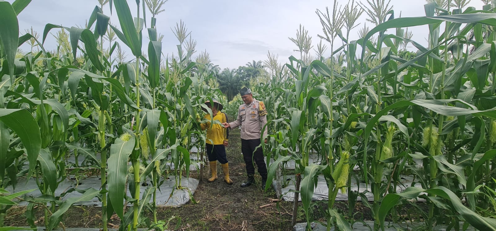 Dukung Ketahanan Pangan, Bhabinkamtibmas Polsek Tambusai Utara Sambangi Petani Jagung dan Sosialisasikan Pencegahan Karhutla