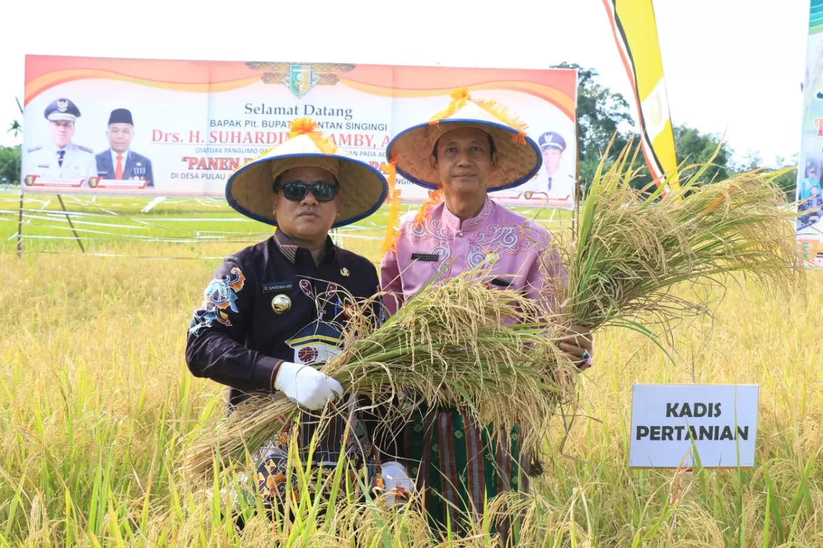 Panen raya padi di Kuansing