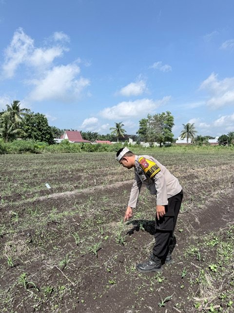 Ketahanan Pangan Polsek Kepenuhan