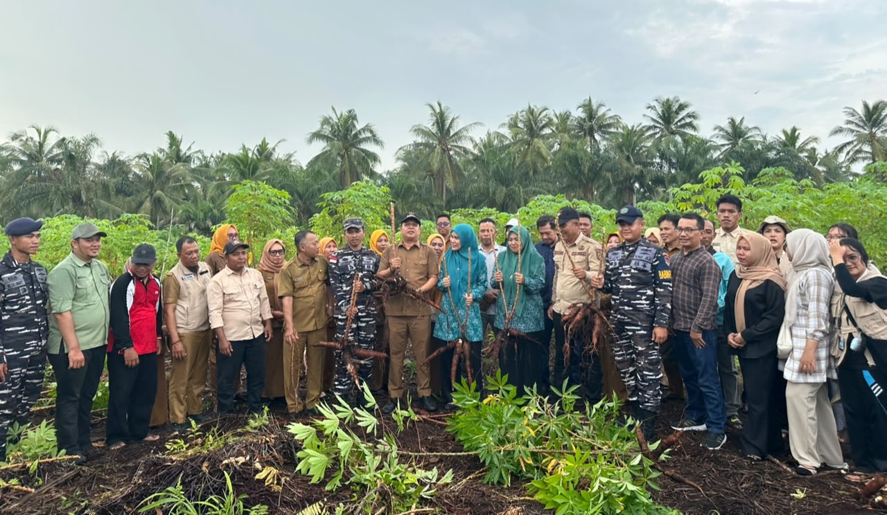 Kelola Lahan 4 Hektar, Posal Bengkalis-Muntai Panen Raya Ubi Kayu Hasilkan 60 Ton