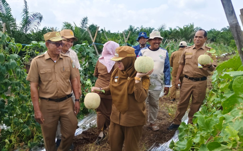 Budidaya melon berkualitas di lahan gambut berkedalaman lebih dari lima meter di Kampung Dayun, Kecamatan Dayun, Kabupaten Siak
