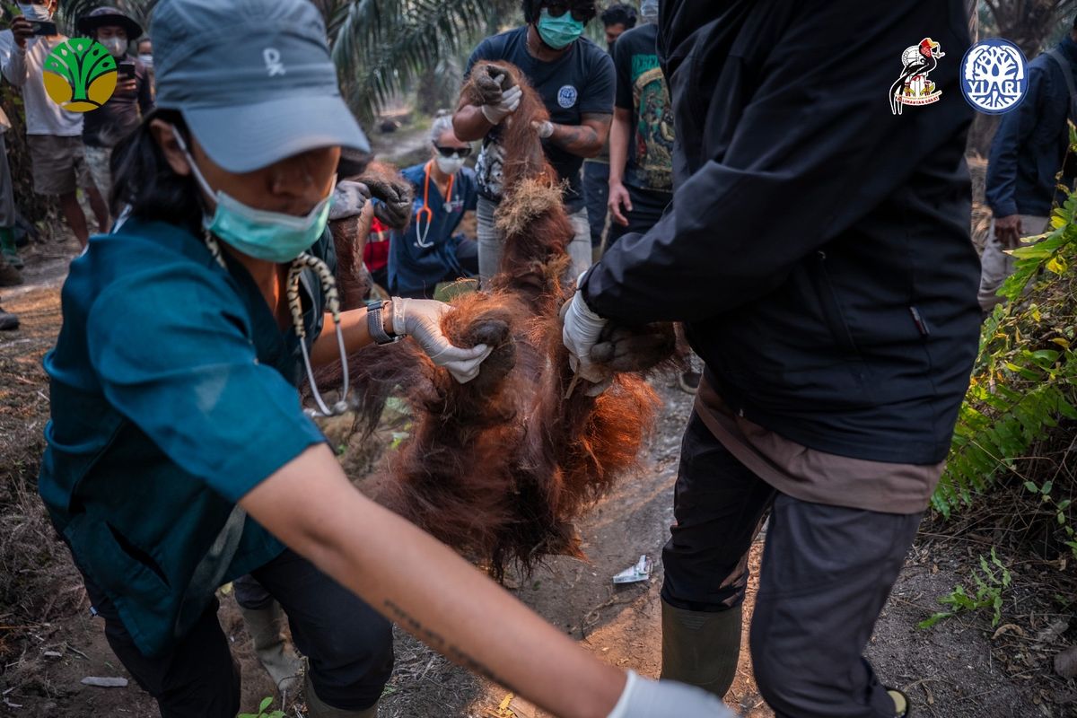 Orangutan di  di Dusun Sempurna, Desa Kuala Satong Ketapang
