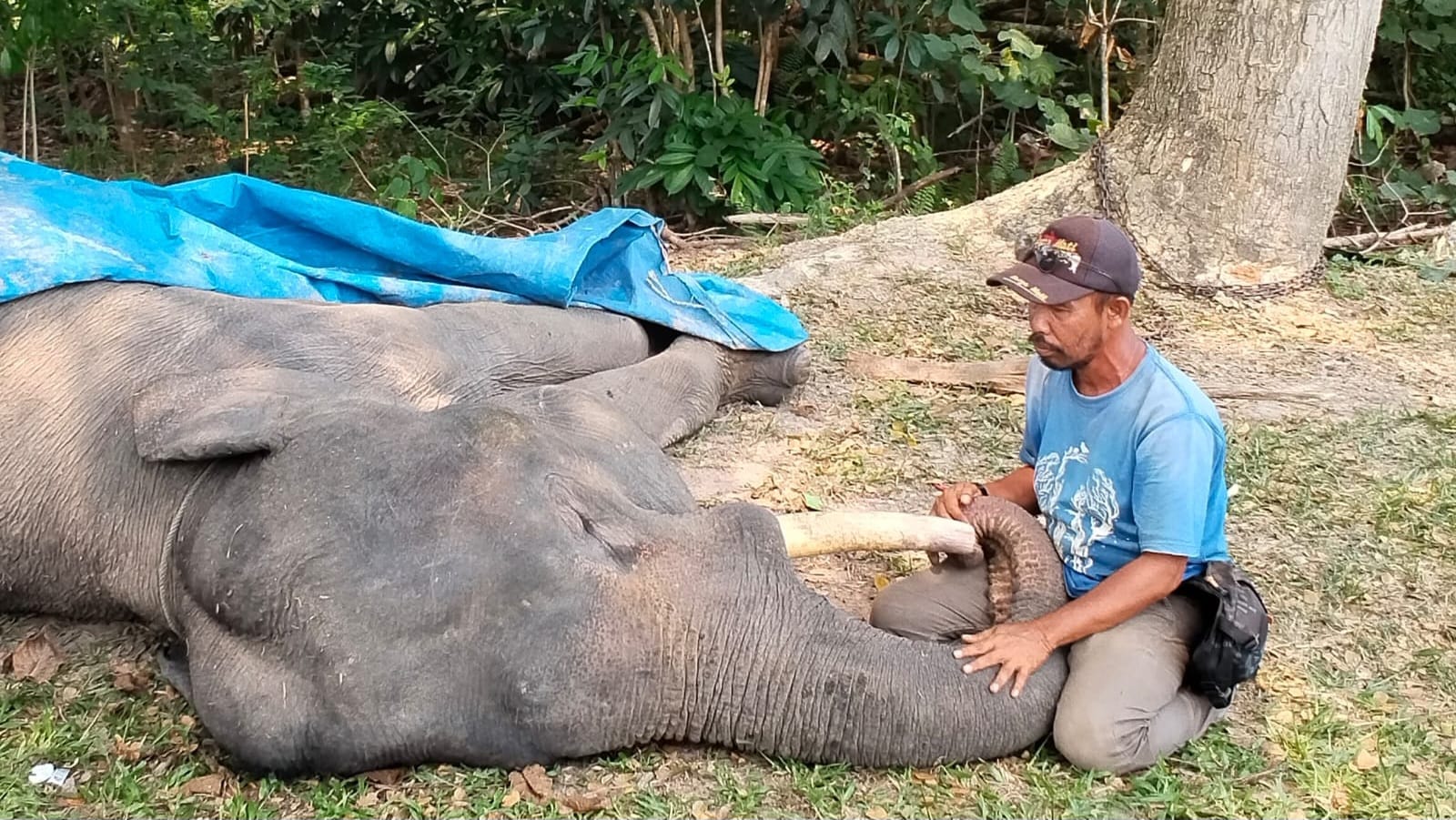Diego, Gajah Sumatra yang mati di PLG Minas